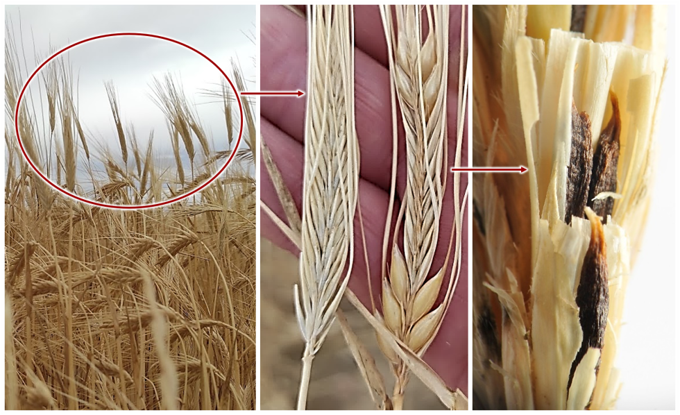 Imagen 2. Espigas erectas por presencia de granos vanos causados por Anguina y visualizaci�n de las agallas al quitar las glumas...