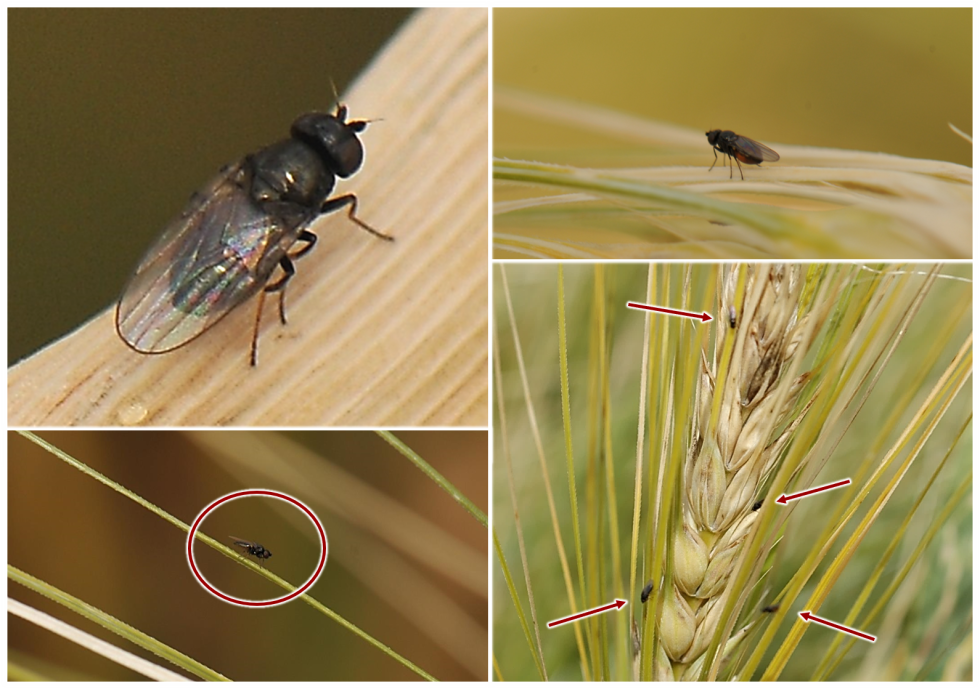 Imagen 3. Adultos de Oscinella, unas moscas diminutas no f�cilmente observables