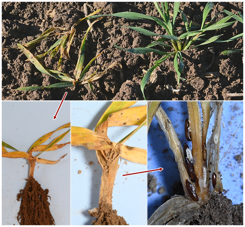 Imagen 5. Planta atacada por Mayetiola en la que s�lo al separar las vainas de las hojas se observan las larvas y pupas