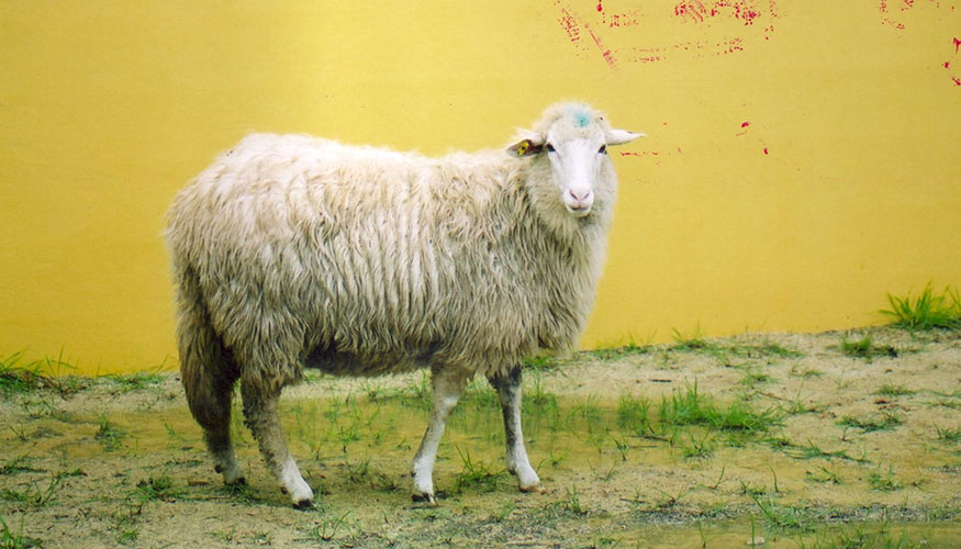 Oveja de raza Menorquina