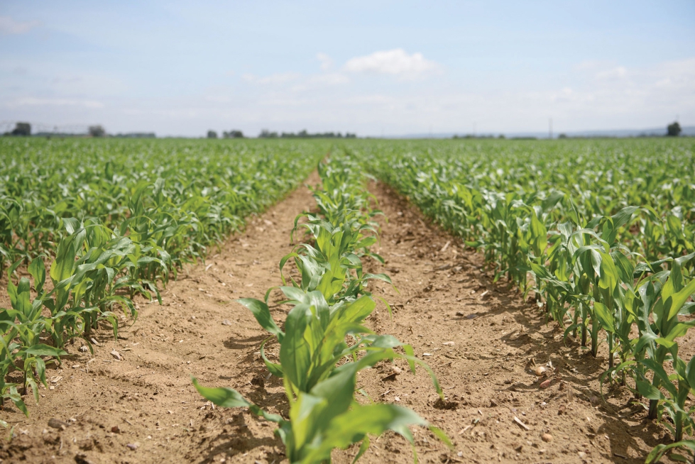 Campo de ma�z tratado con Emir