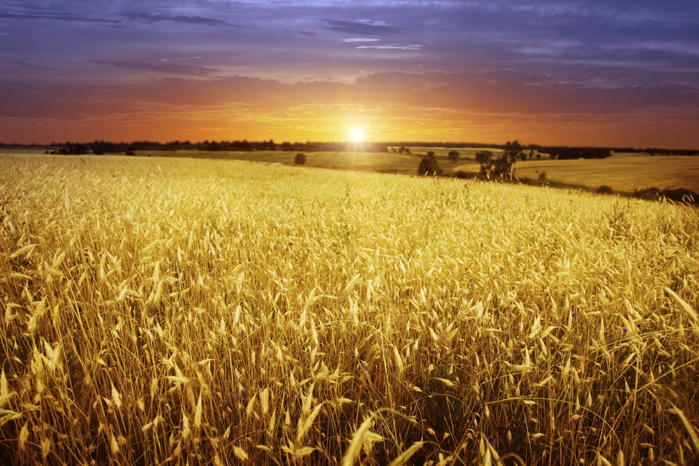 El nuevo proyecto de reglamento propone la supresin de la liquidacin anual del rendimiento...