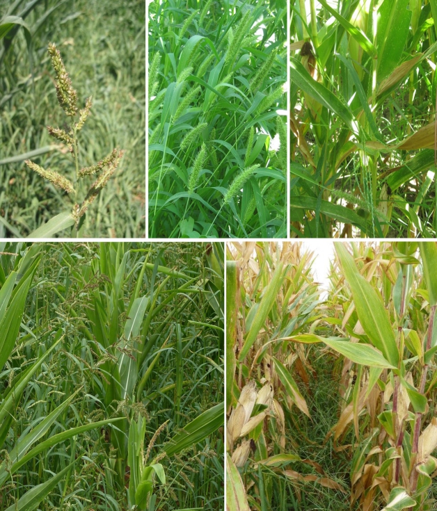 Figura 1. En la parte superior, de izquierda a derecha, inflorescencias de Echinochloa crus-galli, Setaria spp. y Digitaria sanguinalis...