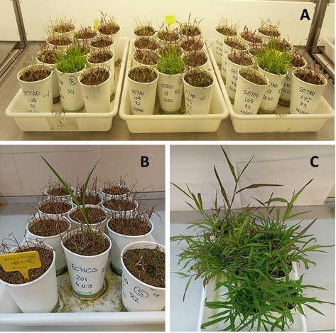 Figura 2. A. Poblaciones de Setaria spp. cuatro semanas despu�s del tratamiento con el herbicida nicosulfur�n a la dosis recomendada en campo (45 g...