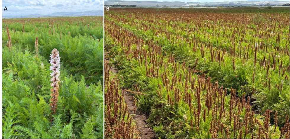 Figura 1. (A) Detalle de un jopo (Orobanche crenata) en floraci�n infectando plantas de zanahoria...