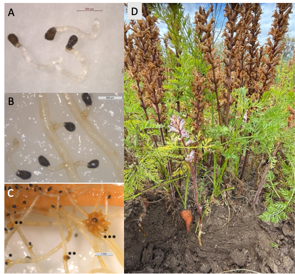 Figura 2. (A) Germinaci�n de jopo (Orobanche crenata). (B) Rad�culas de jopo adheridas a la ra�z de zanahoria...