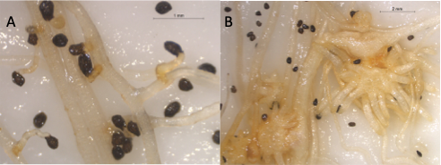 Figura 3. (A) Respuesta resistente a la infecci�n de Orobanche crenata observada en ra�ces de variedad Nagoya. (B) Respuesta susceptible a O...