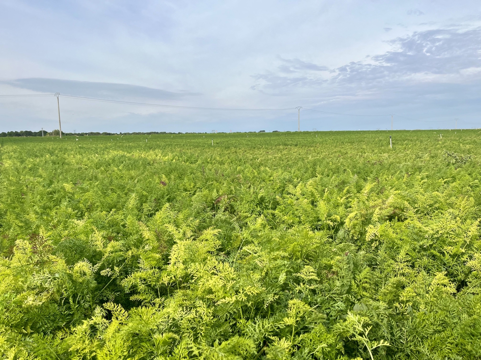 Con el objetivo de desarrollar nuevas variedades de zanahoria con mecanismos alternativos de resistencia a la infecci�n de jopo...