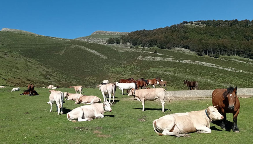 Ganado vacuno y equino en un pasto de monta�a