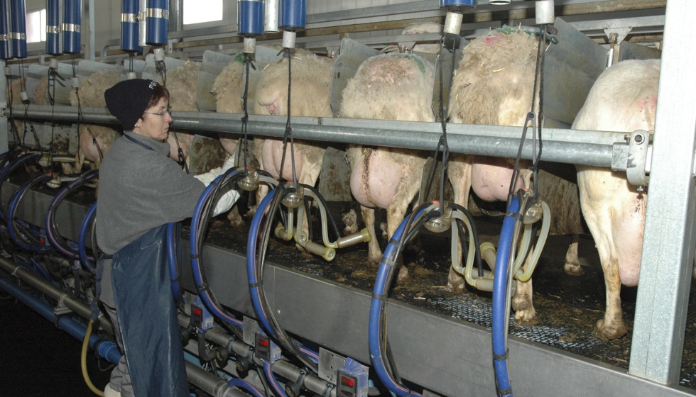 Ordeo en una granja de ovino lechero