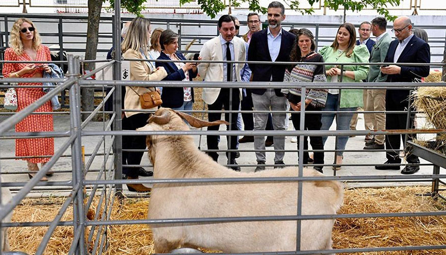 Ejemplar de cabra Blanca Andaluza en la Feria de La Carolina (Ja�n)