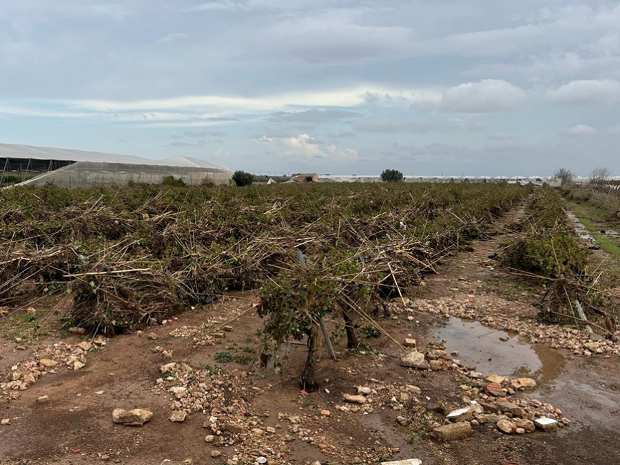 Los episodios de pedrisco y el temporal han golpeado especialmente a zonas con cultivos de vi�a, frutales, c�tricos, hortalizas y almendro...