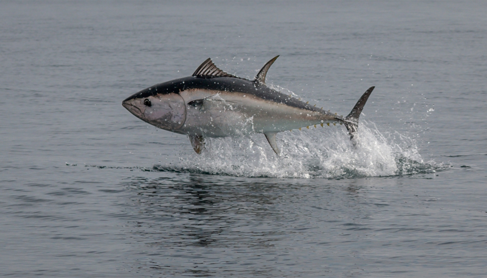 Ejemplar de at�n rojo. Foto de Ray Harrington en Unsplash