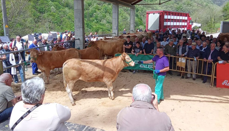 Subasta de Rubia Gallega en Seoane do Courel (Lugo)