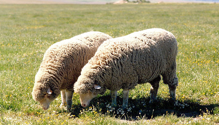 Ejemplares de la raza Merina