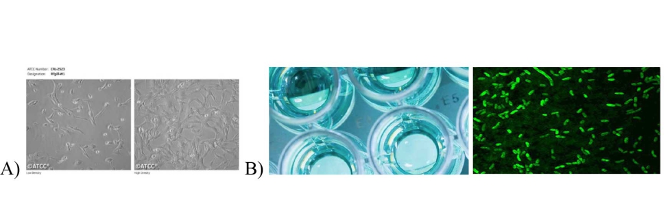 Figura 3. A) RTgil-W1, lnea celular epitelial de branquia de trucha arcoris. B) Aliivibrio fischeri, bacteria luminiscente de mar...