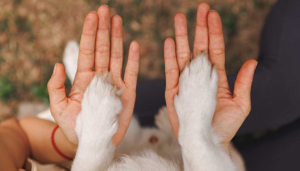 El evento reunirá a los principales agentes del sector del cuidado animal para reflexionar sobre el presente y el futuro del bienestar de las...