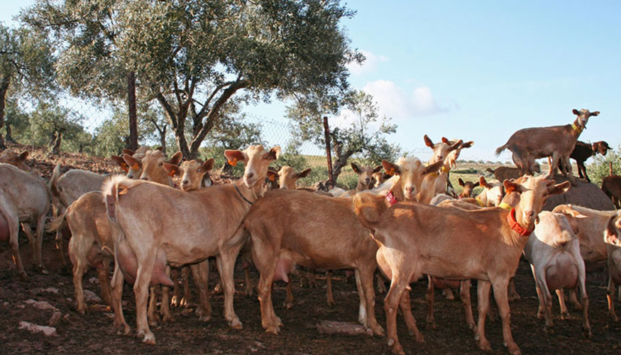 Ejemplares de la raza caprina Malague�a