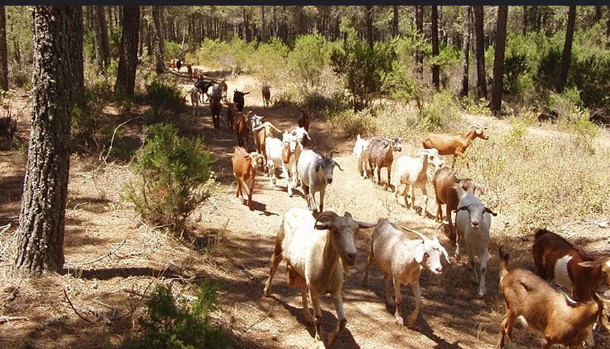 Reba�o de peque�os rumiantes en Marruecos