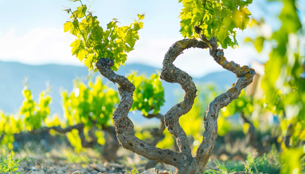 El centro tecnol�gico participa en tres nuevas iniciativas europeas centradas en contribuir a la competitividad de las bodegas...