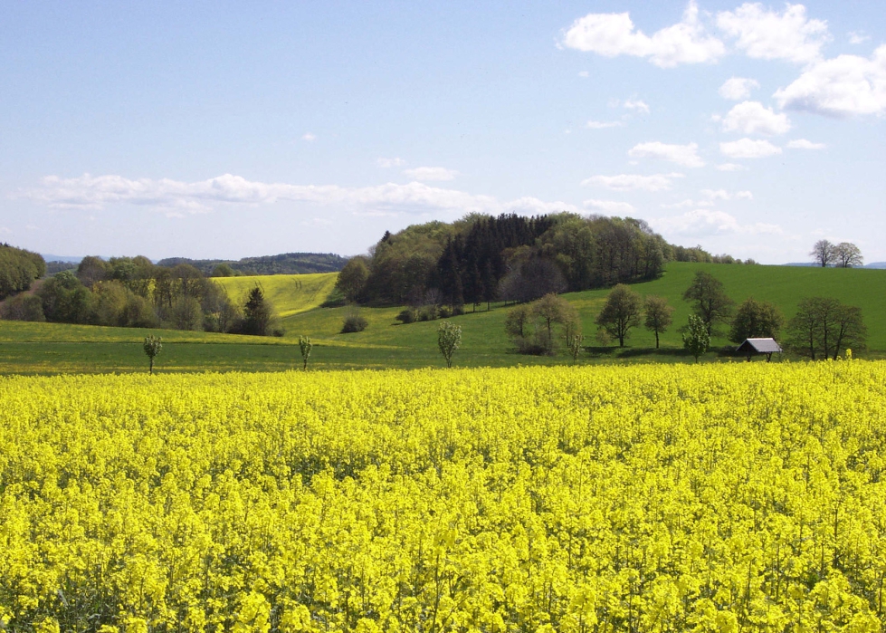 El cultivo de la colza supera las 8.000 hect�reas y las 26.000 toneladas de contrataci�n, un tercio m�s que el a�o pasado...