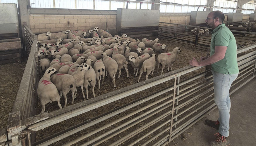 El diputado provincial Iv�n Andr�s Aparicio con los ejemplares de raza Ojalada en el Campo Agropecuario de San Esteban de Gormaz (Soria)...