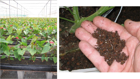 Fotografa 1: A la izquierda, cultivo de Anthurium en picn (Tenerife, Espaa), a la derecha, cultivo de tomate en Tezontle (Mxico)...