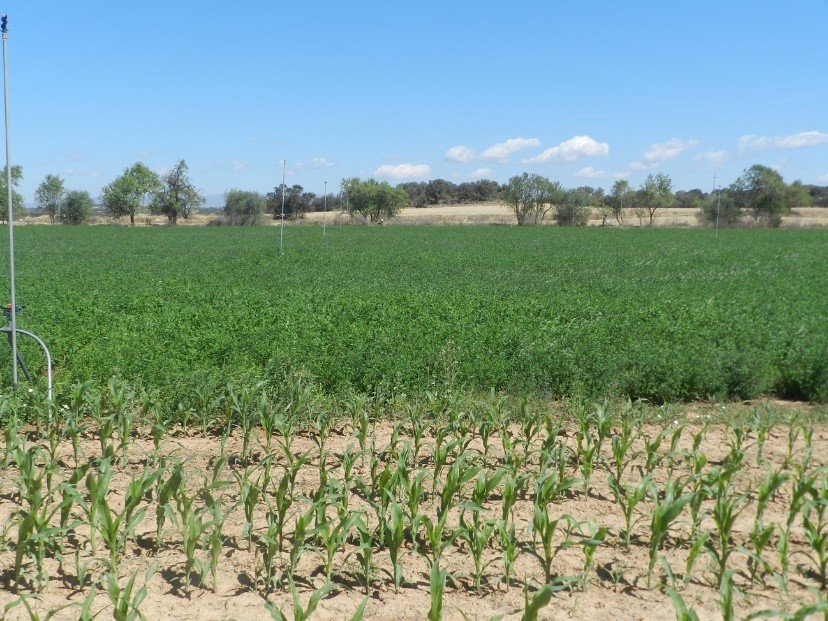Figura 1. Sistema de producci�n habitual en los regad�os del Valle del Ebro que combinan los cultivos de ma�z y alfalfa...