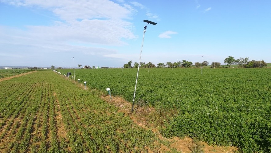 Figura 2. Campo experimental de cultivo de alfalfa con precedente de ma�z bajo tres sistemas de laboreo (intensivo, vertical a l�neas y no laboreo)...