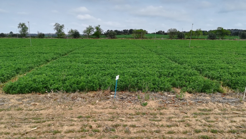 Figura 8. Campo experimental de cultivo de alfalfa con precedente de ma�z bajo tres sistemas de laboreo (intensivo, vertical a l�neas y no laboreo)...