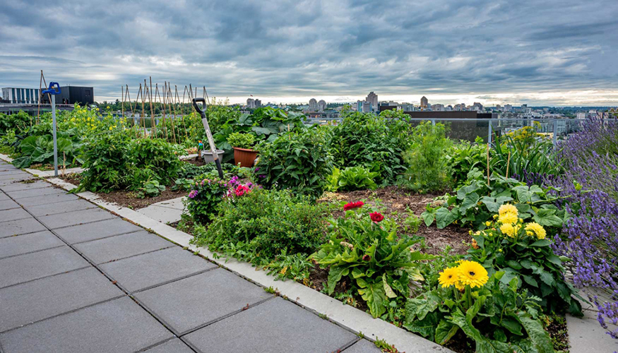 Los inquilinos o usuarios de los edificios donde se implanten cubiertas vegetales podrn acceder a nuevos espacios comunes...