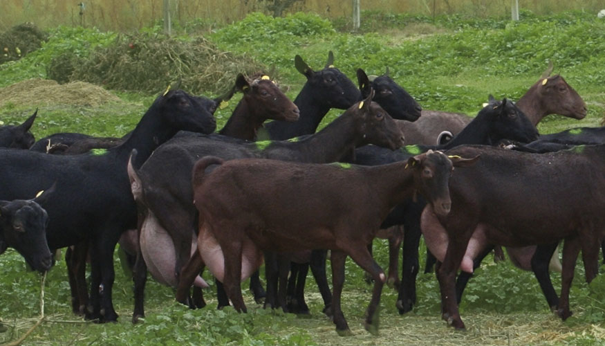 Reba�o de cabras de raza Murciano-Granadina