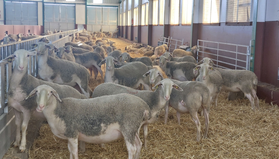 Ejemplares de raza Lacaune
