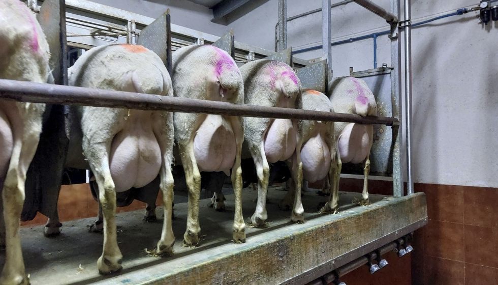 Ovejas de raza Lacaune en orde�o