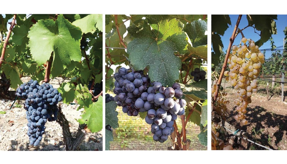 Trobat, Bornac y Montori