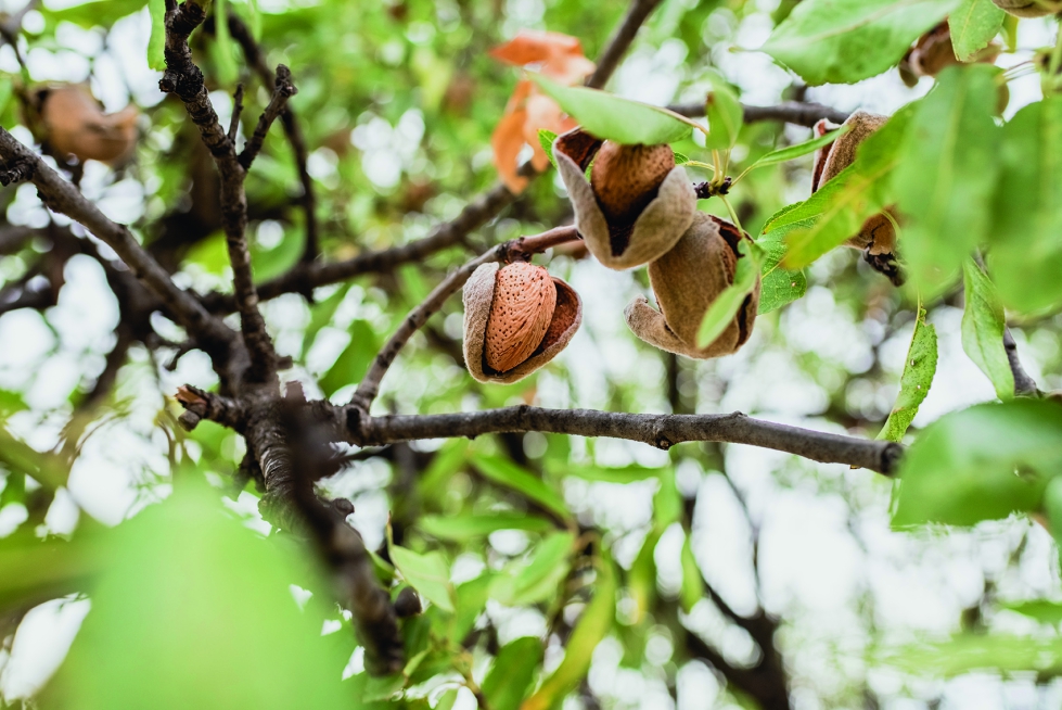 La estimacin de la cosecha 2025 se sita en las 39.636 toneladas, frente a las 41.582 de 2024