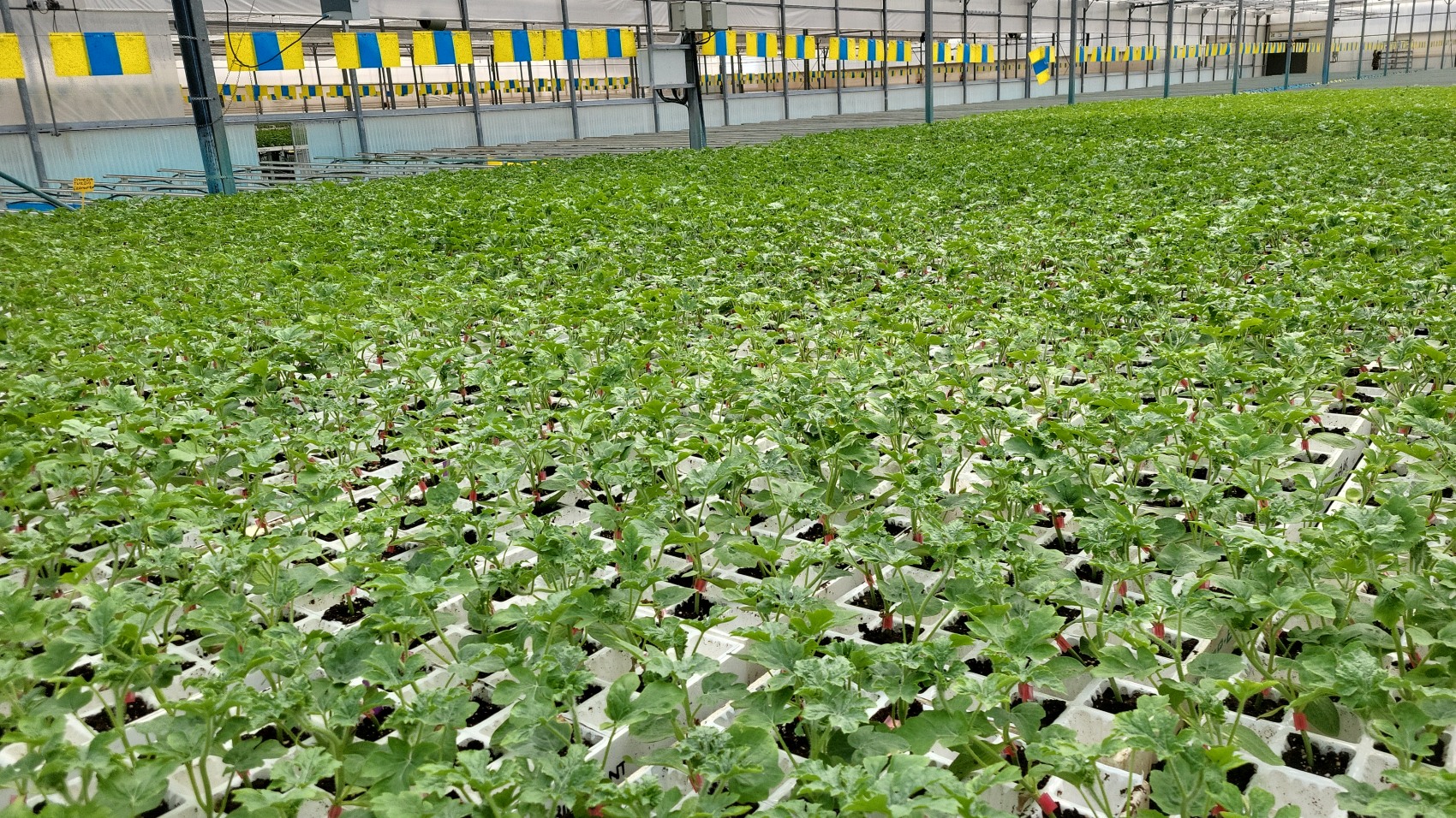 Gramoflor Ib�rica ofrece sustratos eficaces con la m�xima garant�a