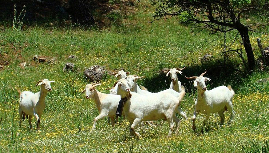 Ejemplares de Cabra Blanca Serrana o Andaluza
