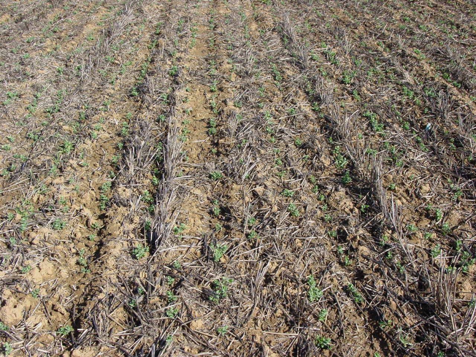 "Pagando facturas y viendo la lonja decrecer, semana tras semana, es difcil discernir dnde est el negocio en este mundo al revs"...