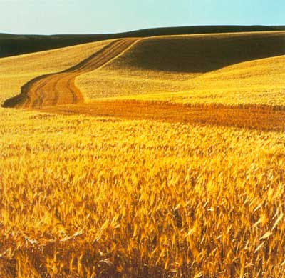 El sector de cereales, con los trigos duros, los trigos harineros, las cebadas de dos carreras, las de seis carrerras, los triticales y las avenas...
