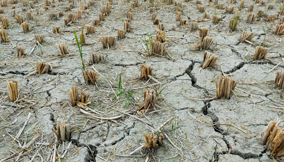 Las consecuencias del cambio climtico son cada vez ms evidentes. Las sequas son cada vez ms frecuenets y acusadas. Foto: Md. Hasanuzzaman Himel...