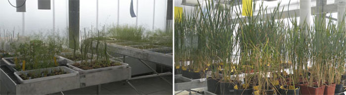 A la izquierda, ejemplares de Abidopsis, una planta con la que se efectan modelos en genmica...