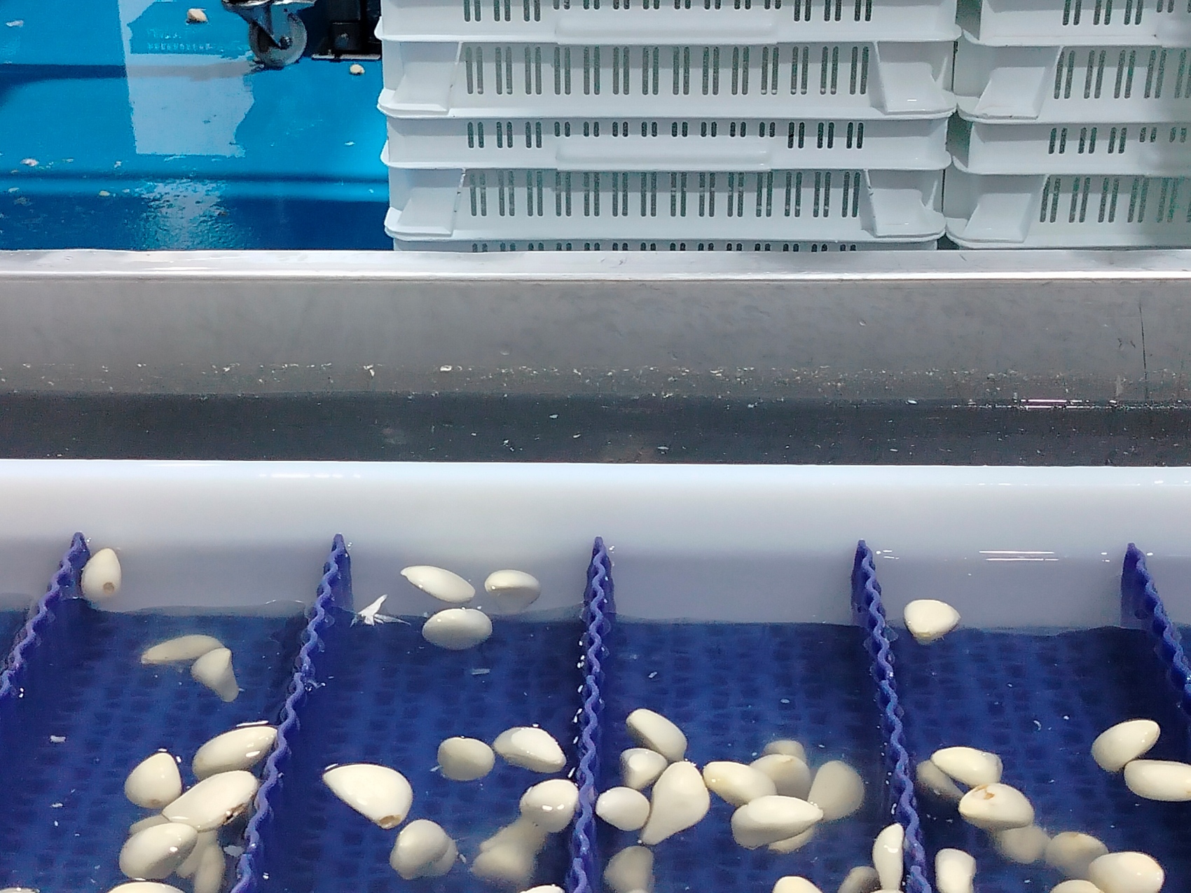 Foto de El Sistema Citrocide de Citrosol llega a Francia para mejorar la vida �til del ajo pelado