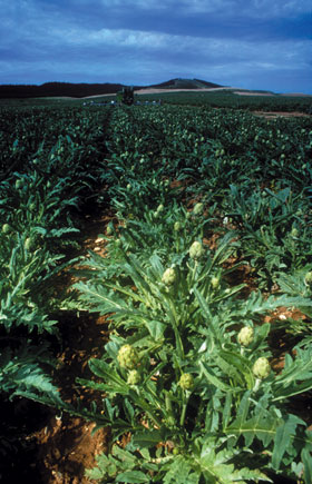 Campo de alcachofas en la Ribera de Navarra