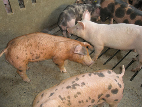 La mayor demanda de carne en la UE, durante los prximos aos, beneficiar sobre todo al porcino y al pollo de engorde