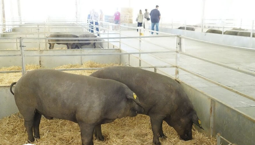 Ejemplares de Ibrico en la Feria de Los Pedroches
