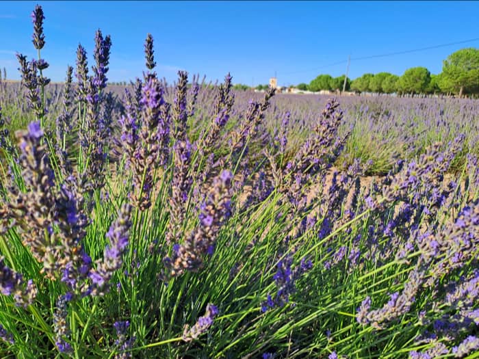 Cultivo de lavanda. Foto: Proyecto LIFE IP DUERO
