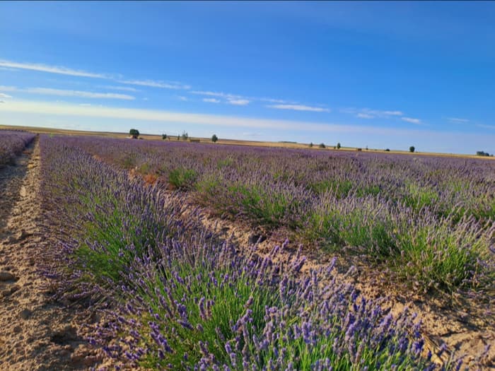 Los cultivos de arom�ticas, condimentarias y medicinales en Espa�a ocuparon en 2024 una superficie de 21.240 hect�reas