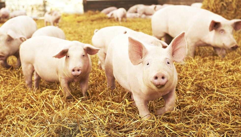 Cerdos de capa blanca