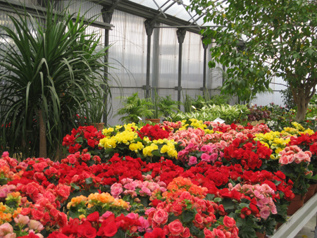 El centro de jardinera ofrece una amplia variedad de plantas de interior y exterior